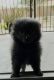 Pomeranian Puppies for sale in 1823 E Fawn Dr, Phoenix, AZ 85042, USA. price: $1,500