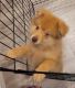 Pomeranian Puppies for sale in Greeneville, TN, USA. price: $800