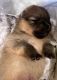 Pomeranian Puppies for sale in Tarzana, CA 91335, USA. price: $5,000