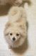 Pomeranian Puppies for sale in Kittanning, PA 16201, USA. price: $700