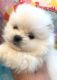 Pomeranian Puppies for sale in Redding, CA, USA. price: $3,000