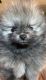 Pomeranian Puppies for sale in Redding, CA, USA. price: $3,000