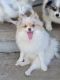 Pomeranian Puppies for sale in Fulton, MO 65251, USA. price: $2,600