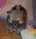 Pomeranian Puppies for sale in 1799 County Rd 129, Centerville, TX 75833, USA. price: $1,500