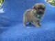 Pomeranian Puppies for sale in Hacienda Heights, CA, USA. price: $699