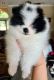 Pomeranian Puppies for sale in 9043 Tradeport Dr, Orlando, FL 32827, USA. price: $400