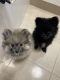 Pomeranian Puppies for sale in 9043 Tradeport Dr, Orlando, FL 32827, USA. price: $450