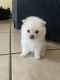 Pomeranian Puppies for sale in 4 Impala Ct, Brownsville, TX 78521, USA. price: $1,500