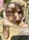 Pomeranian Puppies for sale in Artemus, KY 40903, USA. price: $3,500