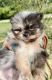 Pomeranian Puppies for sale in Artemus, KY 40903, USA. price: $3,500