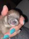 Pomeranian Puppies for sale in Artemus, KY 40903, USA. price: $3,000