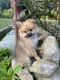Pomeranian Puppies for sale in Artemus, KY 40903, USA. price: $1,200