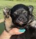 Pomeranian Puppies for sale in Artemus, KY 40903, USA. price: $1,000