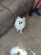 Pomeranian Puppies for sale in Sioux Falls, SD, USA. price: $40,000