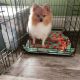 Pomeranian Puppies for sale in Pittsburgh, PA, USA. price: $700