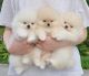 Pomeranian Puppies for sale in ON-401, Ontario, Canada. price: $400
