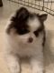Pomeranian Puppies for sale in Leander, TX 78641, USA. price: $1,600