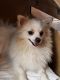 Pomeranian Puppies for sale in Holyoke, MA 01040, USA. price: $500