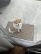 Pomeranian Puppies for sale in Fountain Valley, CA 92708, USA. price: $1,000
