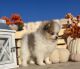 Pomeranian Puppies for sale in Santa Maria, CA, USA. price: $2,200