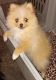 Pomeranian Puppies for sale in Lincoln, NE, USA. price: $1,200