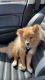 Pomeranian Puppies for sale in Dearborn Heights, MI, USA. price: $800