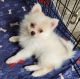 Pomeranian Puppies for sale in Sulphur Springs, TX 75482, USA. price: $800