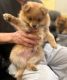 Pomeranian Puppies for sale in Sacramento, CA, USA. price: $900