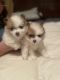 Pomeranian Puppies for sale in Dearborn, MI, USA. price: $900