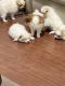 Pomeranian Puppies for sale in Miami, FL, USA. price: $1,500
