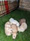 Pomeranian Puppies for sale in Stockton, CA, USA. price: $1,400