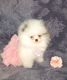 Pomeranian Puppies for sale in New York, NY, USA. price: $3,700