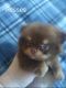 Pomeranian Puppies for sale in Jesup, GA, USA. price: $280,000