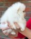 Pomeranian Puppies for sale in Hawthorne, NJ, USA. price: $4,000