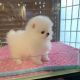 Pomeranian Puppies for sale in 79763 Cassia St, La Quinta, CA 92253, USA. price: $650