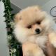 Pomeranian Puppies for sale in Dallas, TX, USA. price: $400
