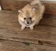 Pomeranian Puppies for sale in Columbia, SC, USA. price: $600