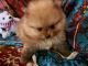 Pomeranian Puppies for sale in Temecula, CA, USA. price: $1,200