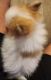 Pomeranian Puppies for sale in Sulphur Springs, TX 75482, USA. price: $1,800