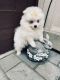 Pomeranian Puppies for sale in San Diego, CA, USA. price: $2,500