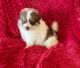 Pomeranian Puppies for sale in La Habra, CA 90631, USA. price: $1,499