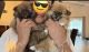 Pomeranian Puppies for sale in Tampa, FL, USA. price: $1,500
