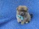 Pomeranian Puppies for sale in Hacienda Heights, CA, USA. price: $699