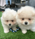 Pomeranian Puppies for sale in Sacramento, CA, USA. price: $350