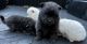 Pomeranian Puppies for sale in Dalton, GA 30721, USA. price: NA