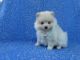Pomeranian Puppies for sale in Whittier, CA, USA. price: $499