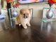 Pomeranian Puppies for sale in Austin, TX, USA. price: $600