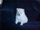 Pomeranian Puppies for sale in New York, NY 10080, USA. price: $700
