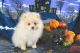 Pomeranian Puppies for sale in Dawsonville, GA 30534, USA. price: $1,950
