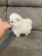 Pomeranian Puppies for sale in Erie, PA 16509, USA. price: $300